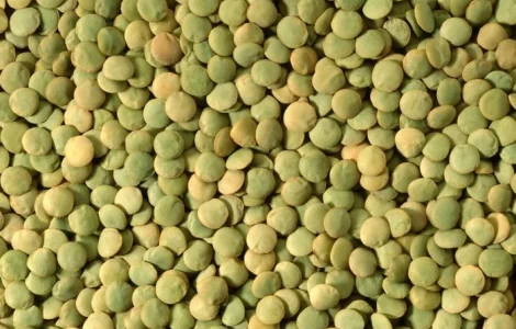 Чечевица, сочевиця, lentils от производителя 2024