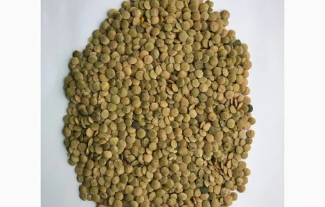 Чечевица зеленая чечевица зеленая чечевица