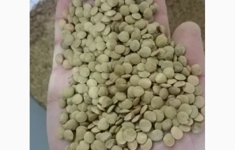 Продаем чечевицу зеленую