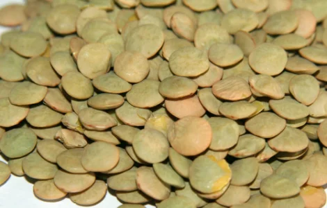 Продаємо насіння сочевиці зеленої сорт "Лінза"