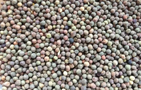 Куплю пелюшку (дикий горошок)