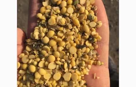 Половинки сої