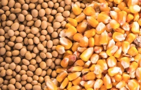 Закуповуємо половинки сої