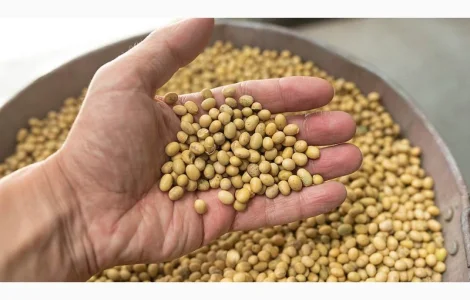 Закуповую кукурудзяні відходи