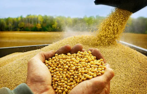 Куплю половинки сої