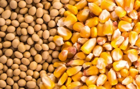 Закуповуємо некондиційну кукурудзу