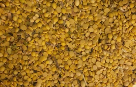 Куплю сою, зерновідходи кукурудзи