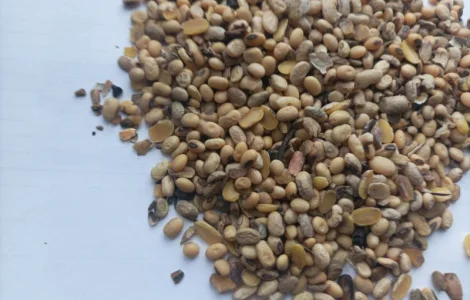 Куплю половинки сої. Куплю зерновідхід кукурудзи