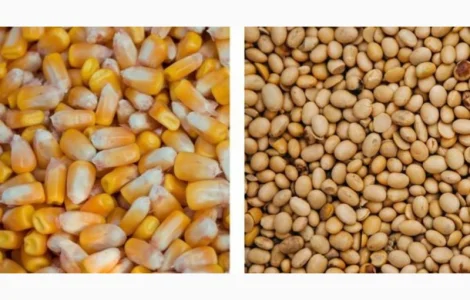 Закуповую кукурудзу биту