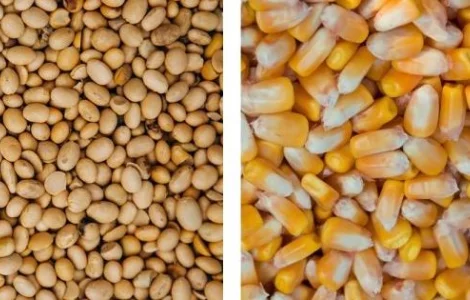 Куплю половинки сої, кукурудзу не ДСТУ