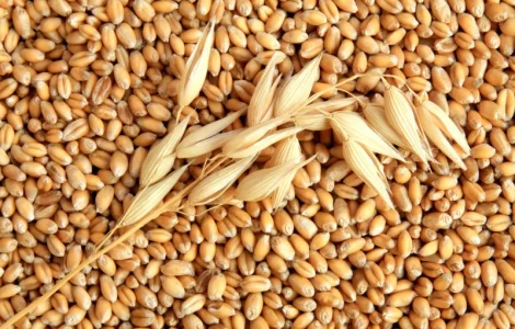 Куплю зернові, бобові, некондицію, зерновідходи