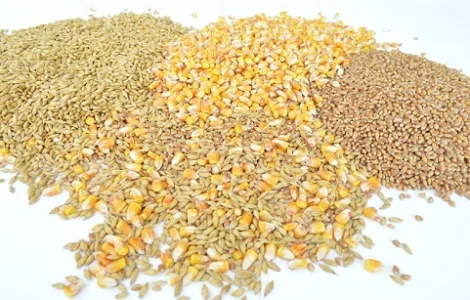 Зерновідходи зернові, олійні, бобові куплю