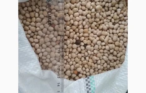 Купуємо люпин