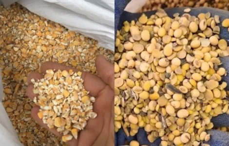 Закуповуємо половинки сої, биту кукурудзу по Україні