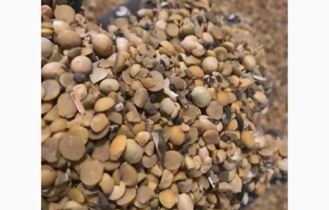 Половинки сої, відходи кукурудзи. Куплю. Самовивіз