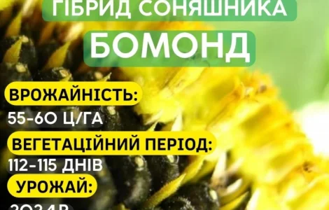 Насіння соняшника Бомонд під гербіцид Гранстар, 7 рас вовчка, фракції Екстра
