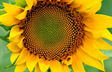 Соняшник Командор