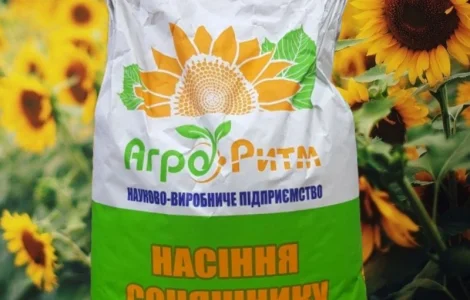 Соняшник Рекольд під Гранстар