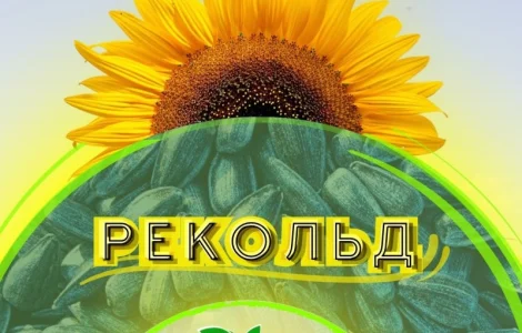 Продажа качественного семени подсолнечника Рекольд
