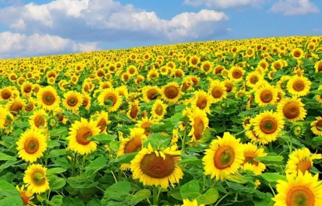 Соняшник АР Імпульс