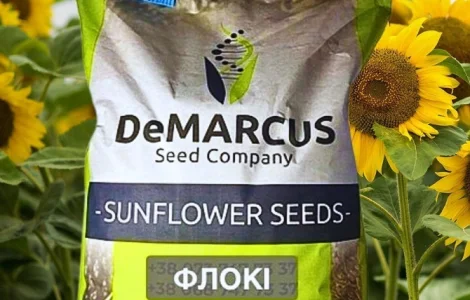 Соняшник Флокі – высокоурожайный сорт