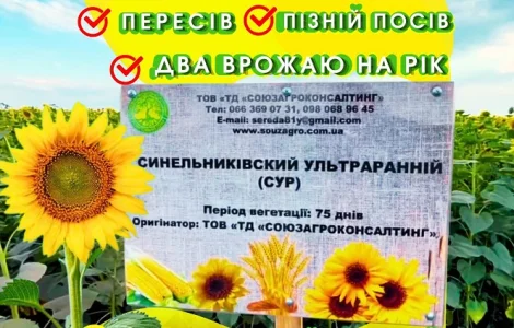 Сортовий соняшник Синельниківський УльтраРанній (СУР)