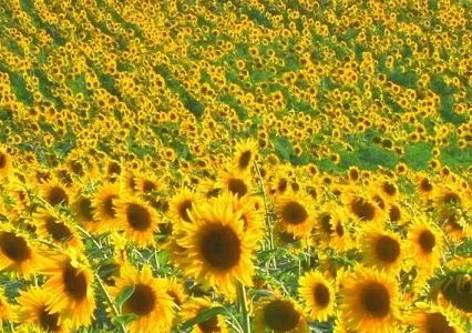 Соняшник Євро