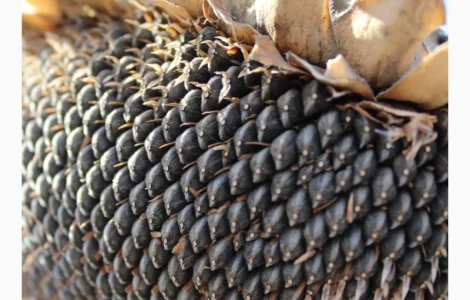 Соняшник Володимир