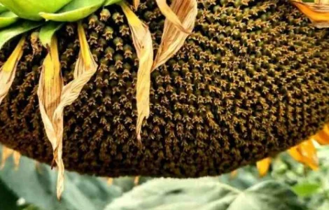 Насіння Соняшника АР Імпульс Під Євролайтінг