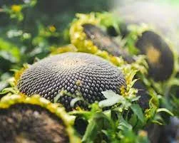 Насіння соняшника Мастак під Гранстар – ранньостиглий гібрид