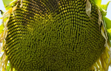 Семена подсолнечника Гранд Адмирал (гранстар 50 г)