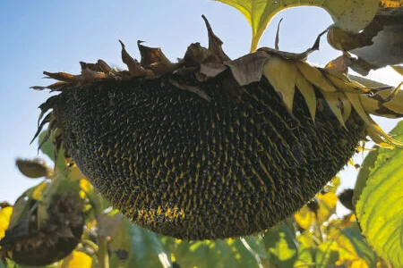 Насіння Соняшника Сонячний Настрій