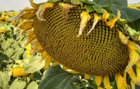 Насіння Соняшника Альдазор Під Гранстар