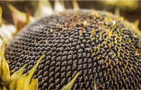 Насіння Соняшника Шенон Під Гранстар