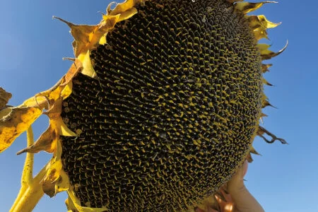 Насіння соняшника Лайм A-G - суперурожайний гібрид