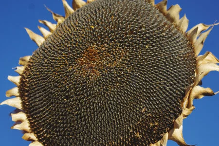 Насіння Соняшника Карлос Під Євролайтинг