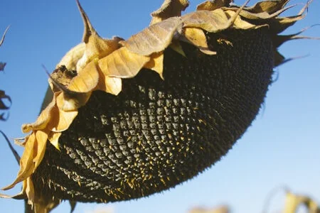 Насіння Соняшника Евро Під Євролайтинг