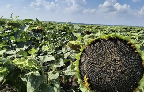 Насіння Соняшника Бомонд Під Гранстар