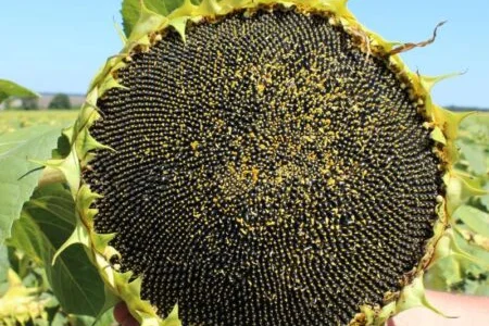 Насіння Соняшника Амато Під Гранстар