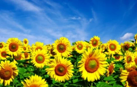 Куплю соняшник