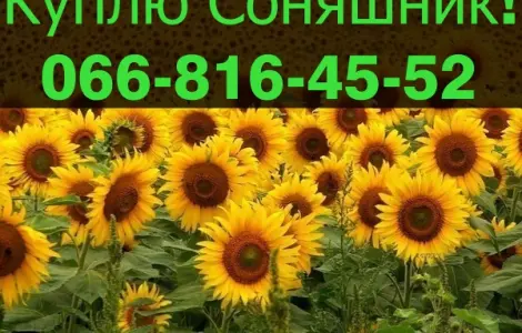 Купую соняшник на постійній основі