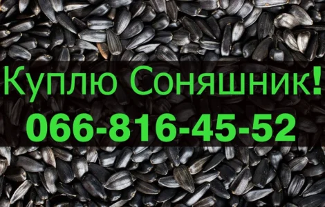 Куплю СОНЯШНИК від виробника