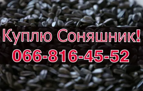 Купую соняшник від виробника за максимальними цінами