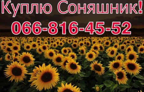 Постійно купуємо соняшник! 2023