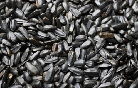Покупаем кондитерскую семечку крупным оптом