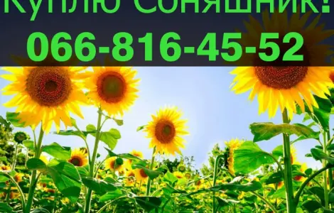 Закупівля соняшнику від виробника