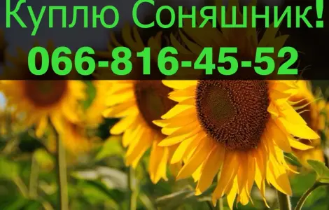 Купівля соняшника у великих обсягах!