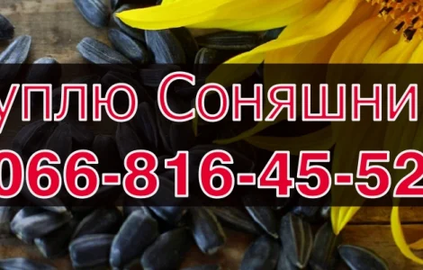 Підприємство купує СОНЯШНИК!Розрахунок на Вагах
