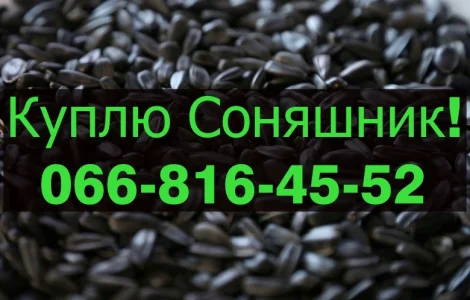 На постійній основі закуповуємо Соняшник!!!!Дорого