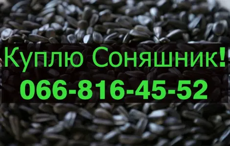 Закупаем подсолнечник на постоянной основе
